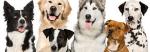 Line of dogs