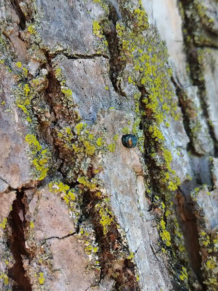 Photo of emerald ash borer insect on ash tree trunk