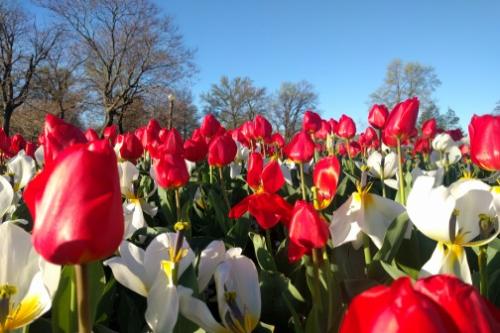 Spring Tulips in Tower Grove Park