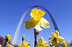 Close up a daffodil with the Gateway Arch in the background.