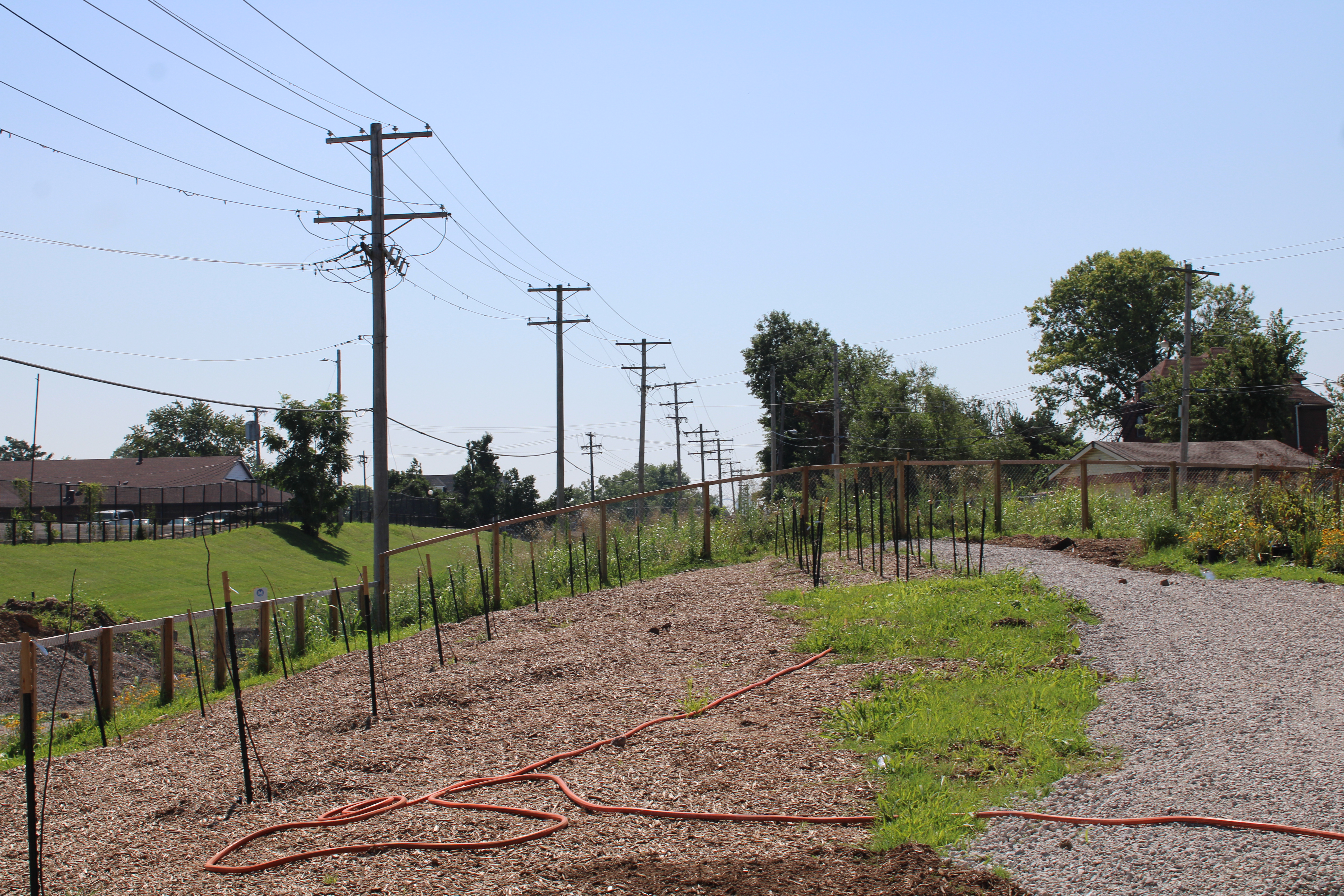 Tree saplings take root for a new community orchard along the Hodiamont Tracks