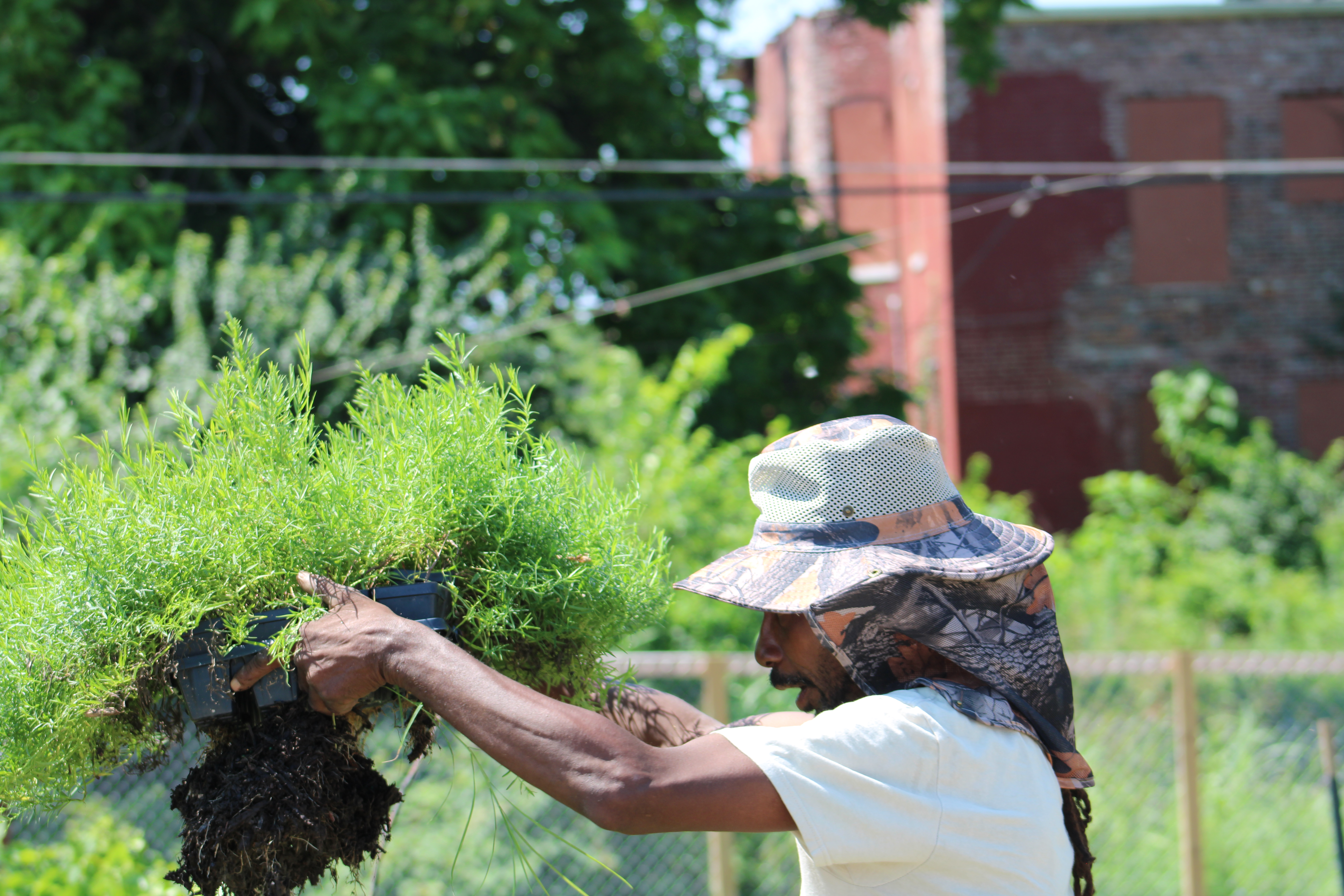 Team member inspecting roots of a plant.