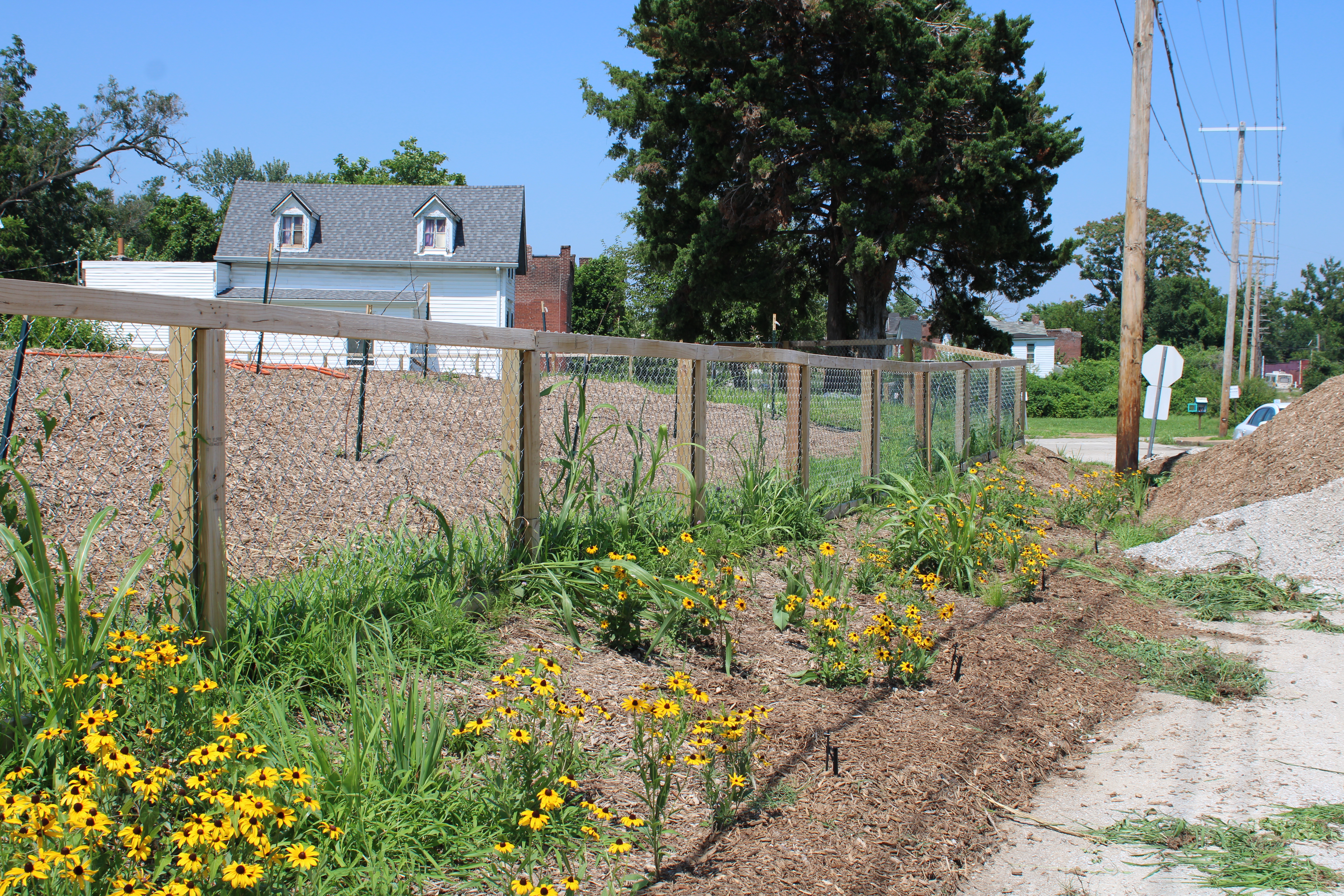 Beautiful flowers planted outside the fencing of the garden.