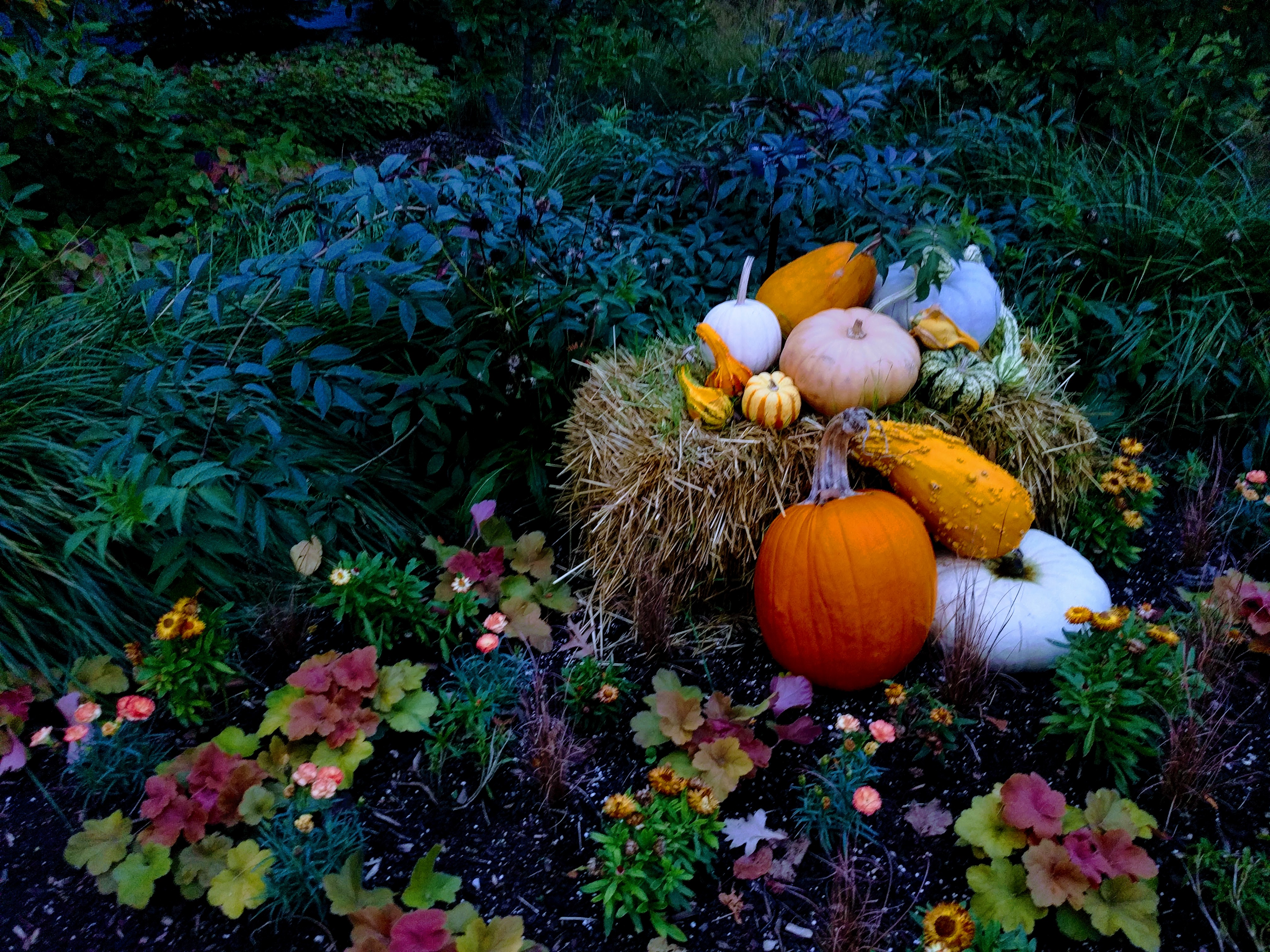 Thanksgiving Gourds