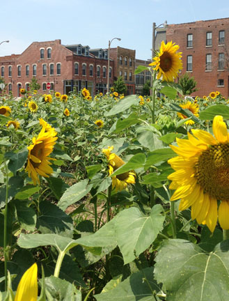 Sunflower+pic1