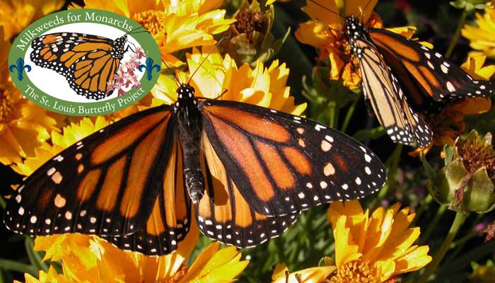 Monarch-Butterflies