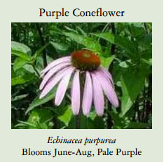 Purple-Coneflower