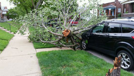 A tree fell on a car during storms in St. Louis on Wednesday, July 13th, 2016
