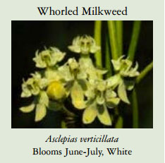 Whorled-Milkweed Whorled-Milkweed