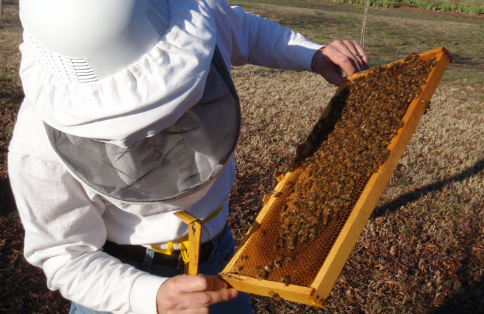 beekeeper