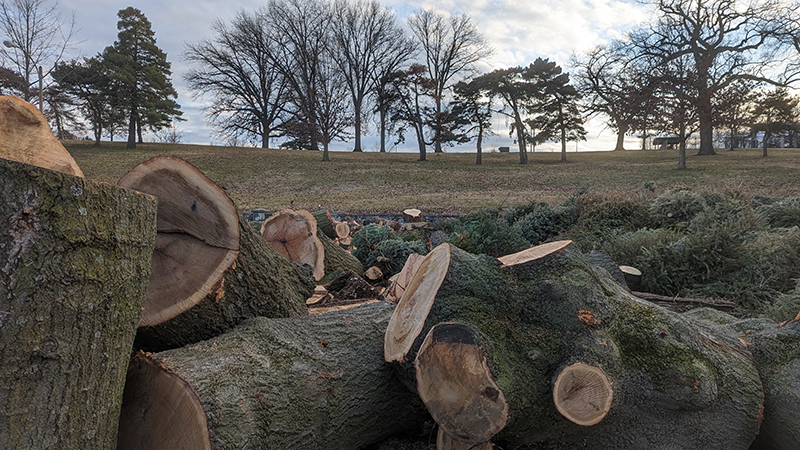 Free firewood at Carondelet Park