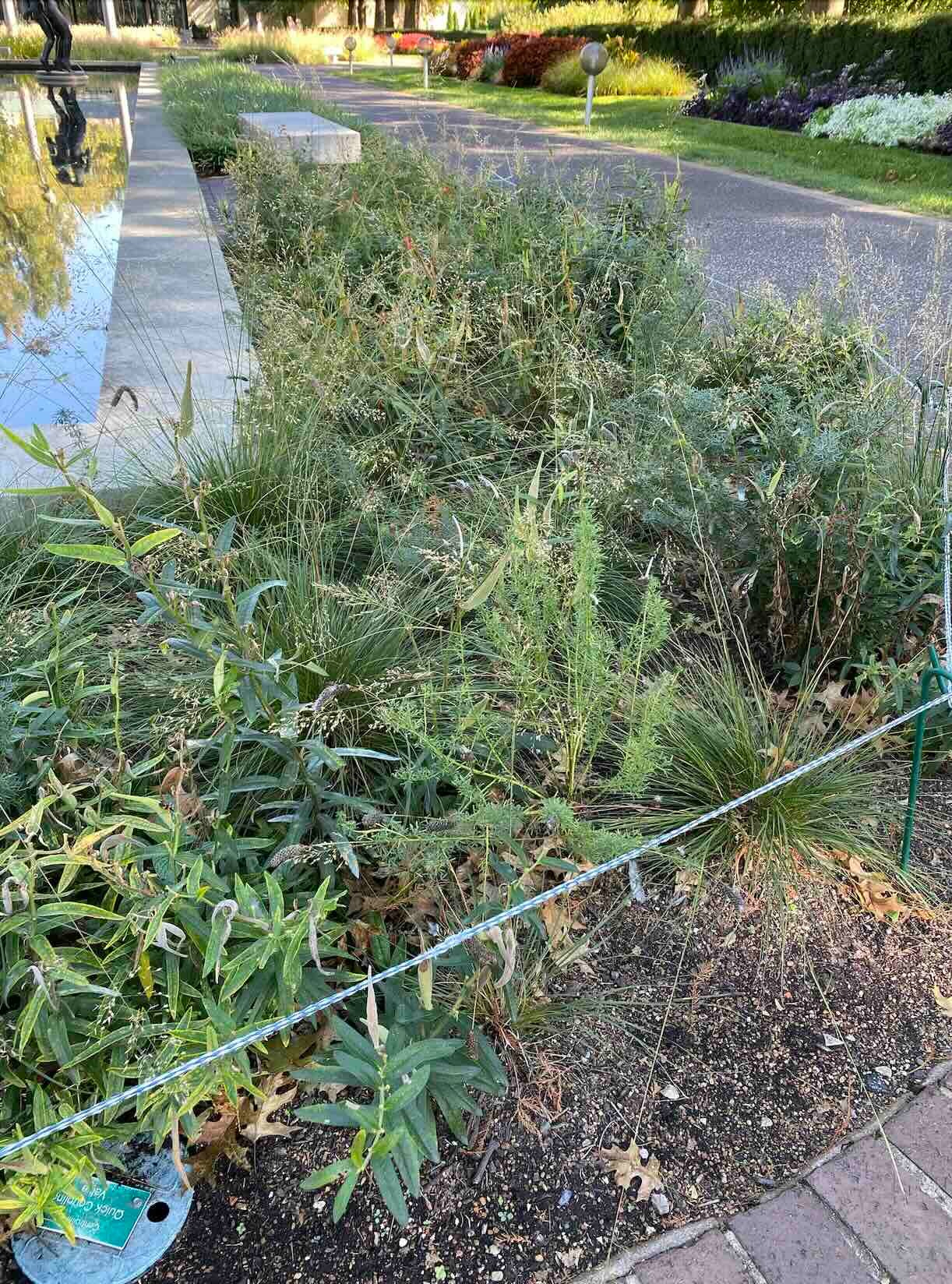 An example of a managed landscape, with vegetation kept off the sidewalk