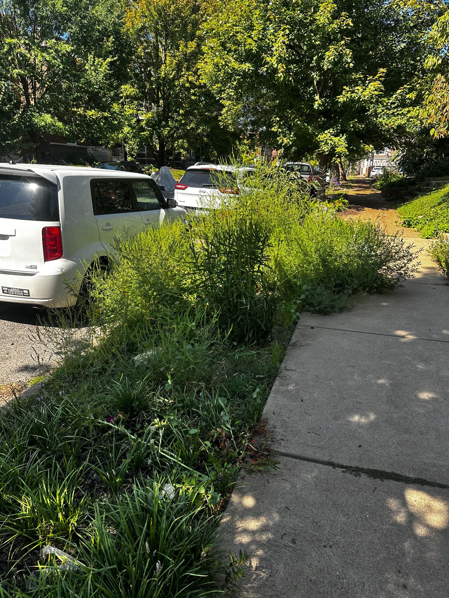 A tree lawn that is unmanaged, with vegetation spilling onto the sidewalk.