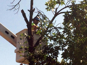 Removal of an Ash Tree