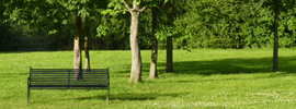 trees and park bench