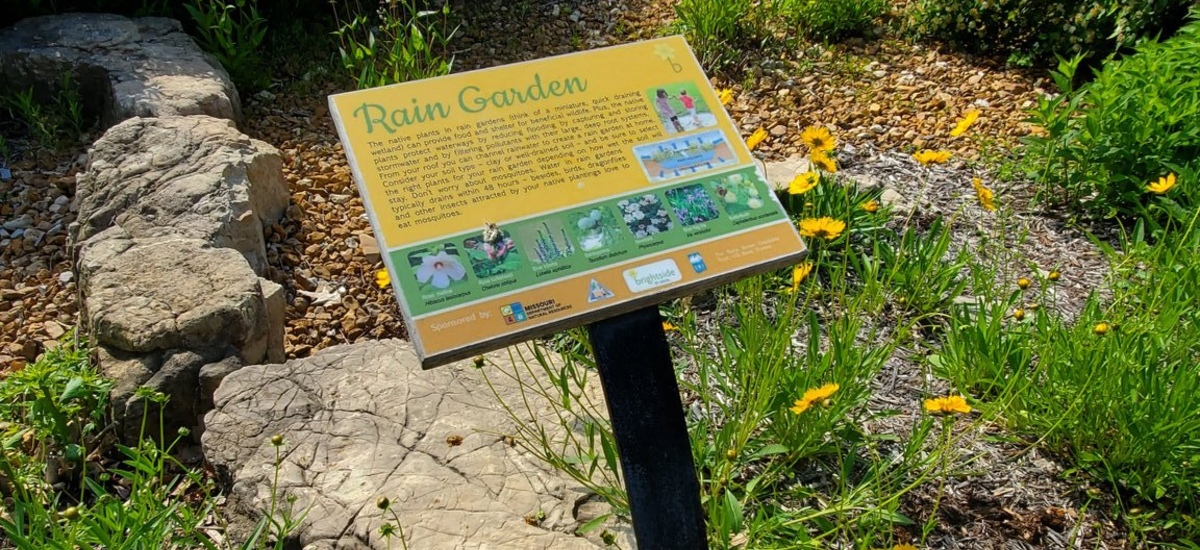 rain garden