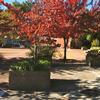 Planters in Greg Freeman Park