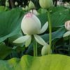 Lotus in Bloom