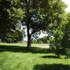 Cherokee Park trees