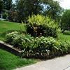 Landscaping in Clifton Heights Park