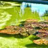 Francis Park lily pond lilies