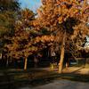 Fox Park basketball court