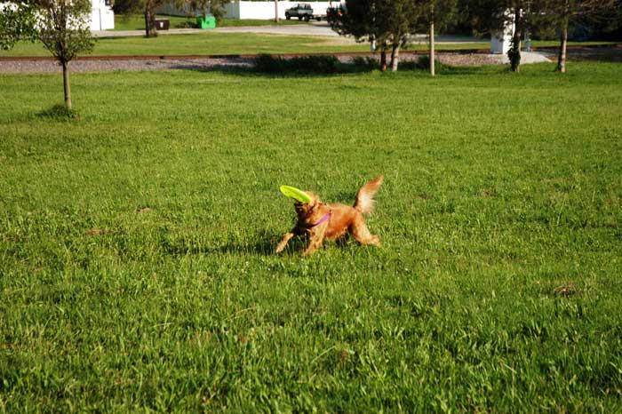 Dog catching frisbee in Alaska Park