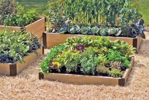 Raised vegetable beds in a community garden