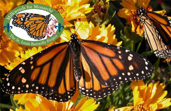 Monarch Image