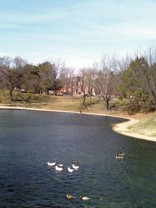 Ducks enjoy the lake in Benton Park on a warm day in March.