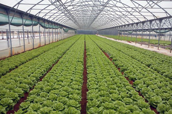 HOSCO Agri-Culinary