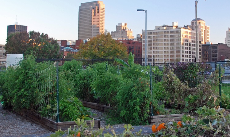 Downtown St. Louis Community Garden Downtown St. Louis Community Garden