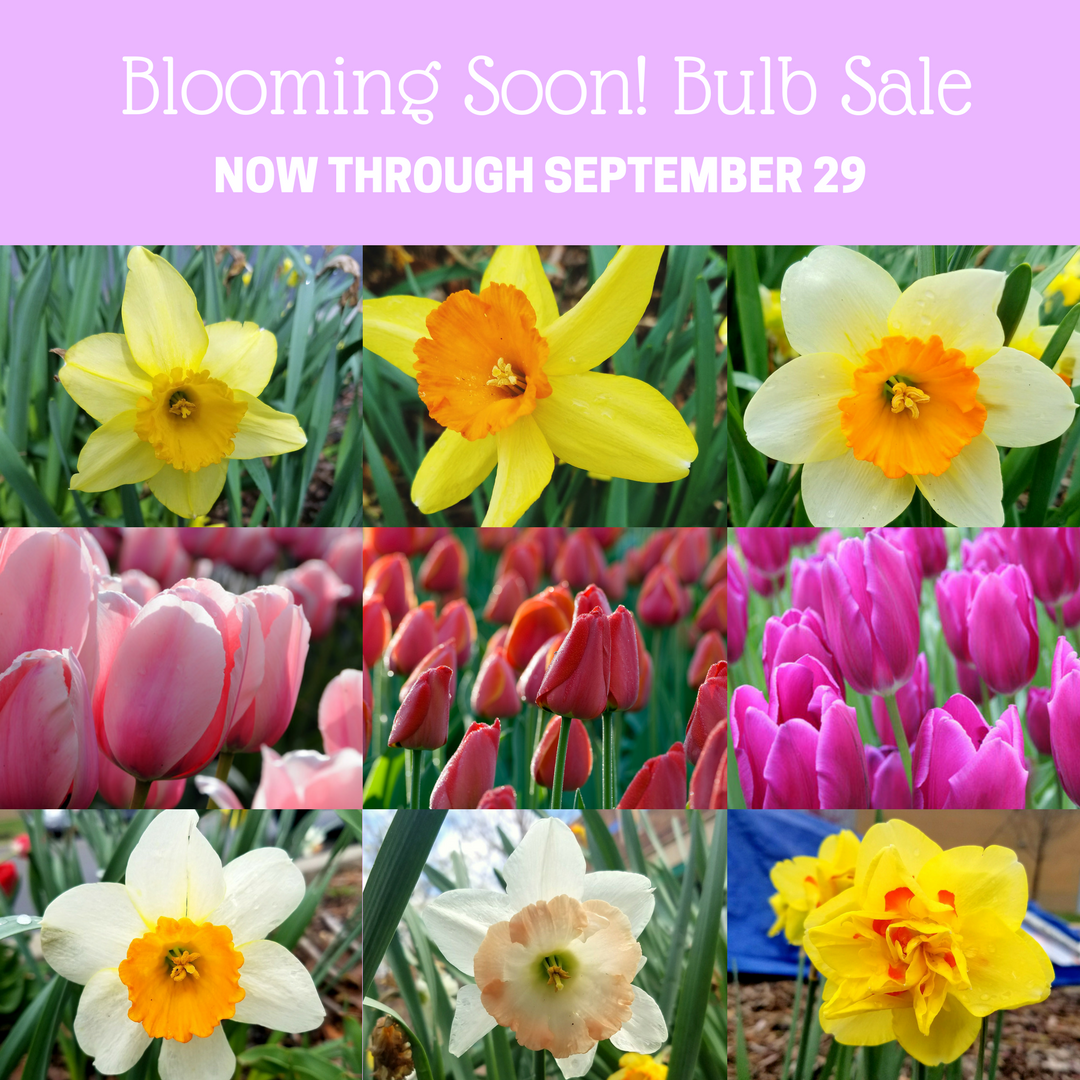 Brightside St. Louis