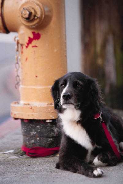 Rescued pet impacted by the Joplin tornado