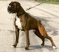 boxer dog on a leash