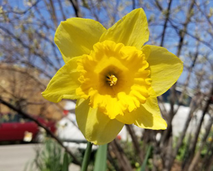 From the Brightsidestl webpage - a yellow Carlton daffodil