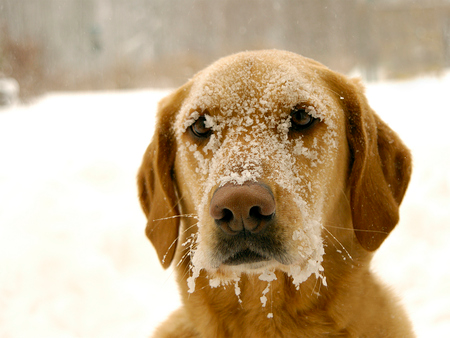 dog_in_snow