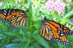 monarch butterflies on flowers