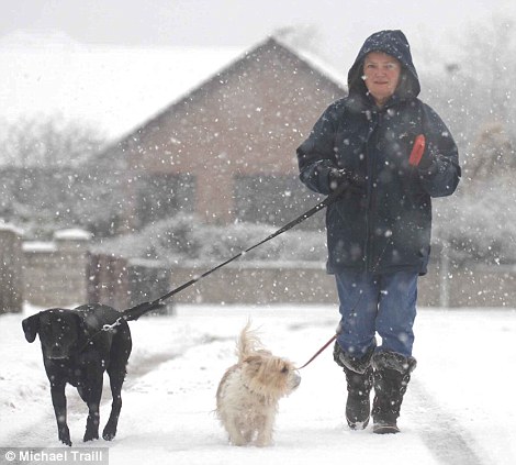 walking dogs in snow